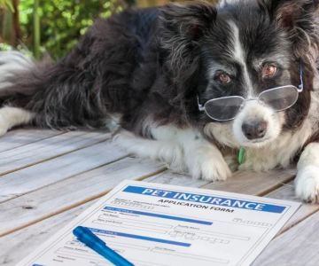 Understanding Pet Insurance: What Does It Actually Cover?