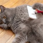 The Best Ways to Keep Your Cat's Coat Shiny and Healthy