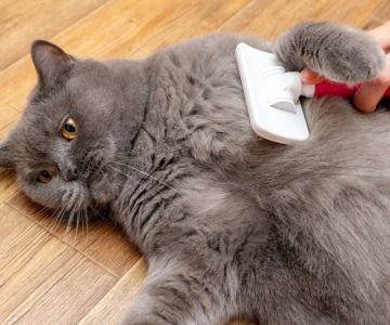 The Best Ways to Keep Your Cat's Coat Shiny and Healthy