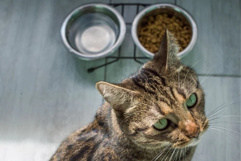 Understanding Kitten Food: Grain-Inclusive vs. Grain-Free