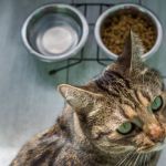Understanding Kitten Food: Grain-Inclusive vs. Grain-Free