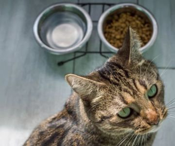 Understanding Kitten Food: Grain-Inclusive vs. Grain-Free