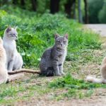 How to Help a Scared or Feral Cat Trust You: A Complete Guide
