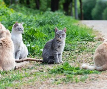 How to Help a Scared or Feral Cat Trust You: A Complete Guide