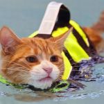 The Best Life Jacket for a Kitten in a Pool: Keep Your Feline Safe and Comfortable