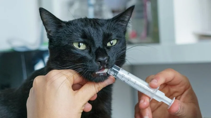 How to Administer Liquid Medicine to Your Cat – A Complete Guide