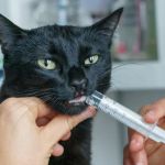 How to Administer Liquid Medicine to Your Cat – A Complete Guide
