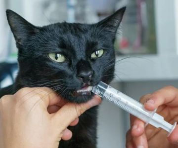 How to Administer Liquid Medicine to Your Cat – A Complete Guide