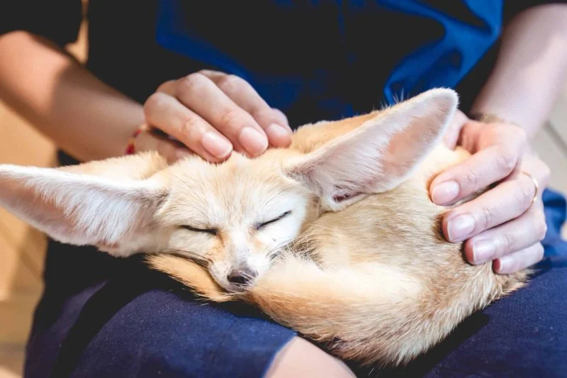 The Most Unusual Pets That Are Legal to Own in the US | Unique Pet Ideas