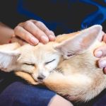 The Most Unusual Pets That Are Legal to Own in the US | Unique Pet Ideas