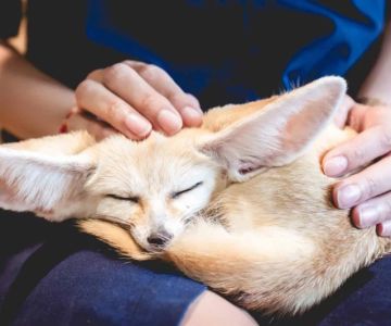 The Most Unusual Pets That Are Legal to Own in the US | Unique Pet Ideas