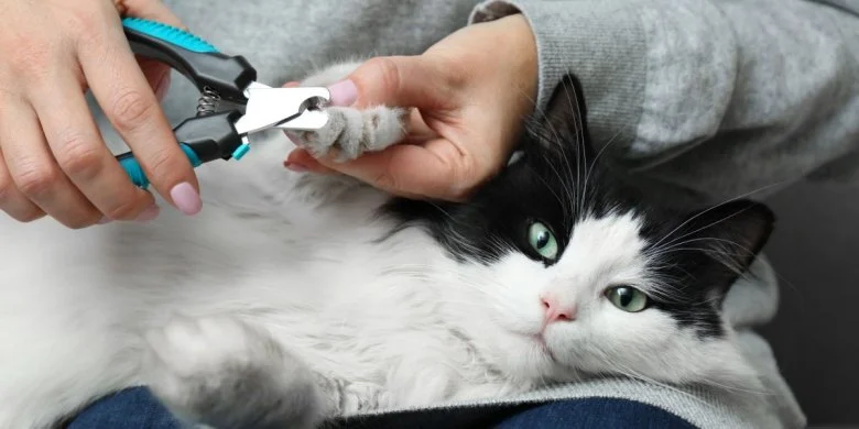 The Truth About Declawing Cats: Alternatives and Ethical Considerations