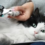 The Truth About Declawing Cats: Alternatives and Ethical Considerations