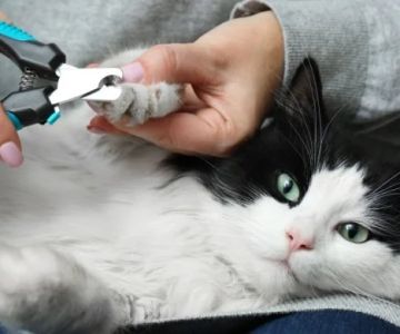 The Truth About Declawing Cats: Alternatives and Ethical Considerations