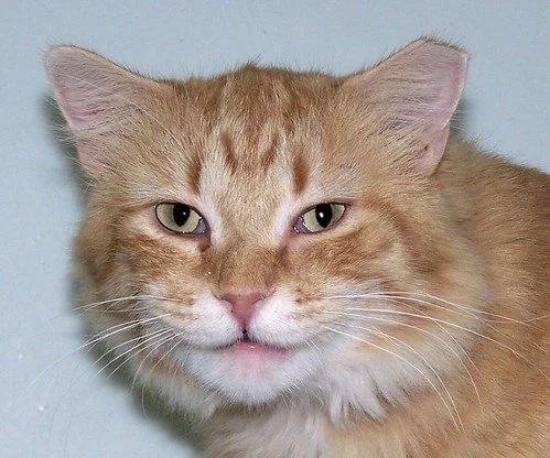 Why Does My Kitten Have a Notched Ear? TNR Programs Explained