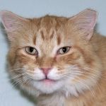 Why Does My Kitten Have a Notched Ear? TNR Programs Explained