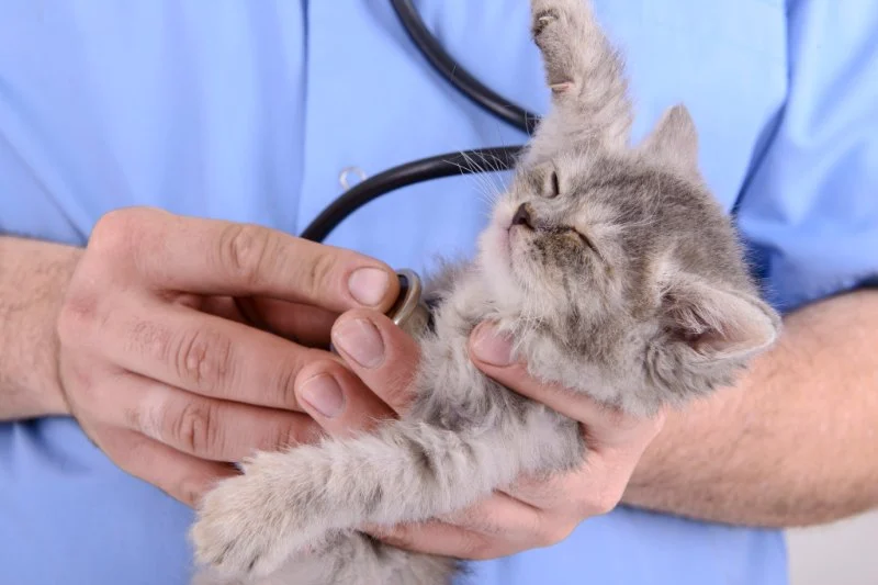 The Best Pet Insurance for Kittens with Congenital Conditions