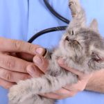 The Best Pet Insurance for Kittens with Congenital Conditions