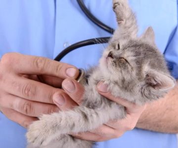 The Best Pet Insurance for Kittens with Congenital Conditions