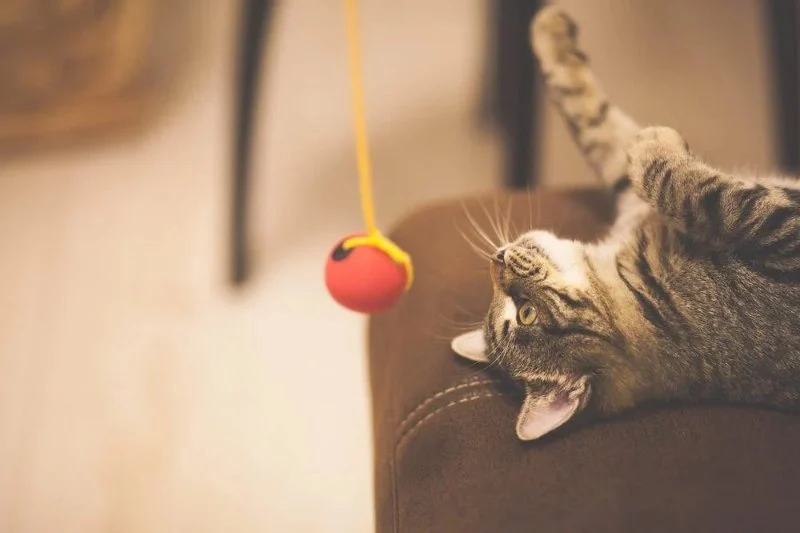 The Best Ways to Keep a Kitten Entertained