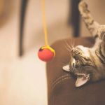 The Best Ways to Keep a Kitten Entertained