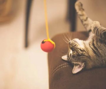 The Best Ways to Keep a Kitten Entertained