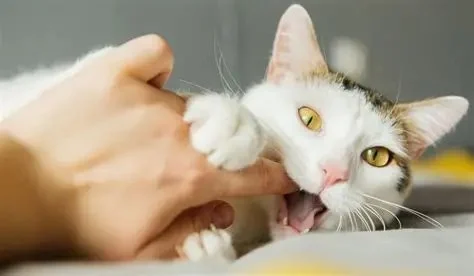 Why Does My Cat Bite Me Gently? Love Bites Explained