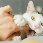 Why Does My Cat Bite Me Gently? Love Bites Explained