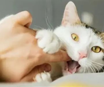 Why Does My Cat Bite Me Gently? Love Bites Explained