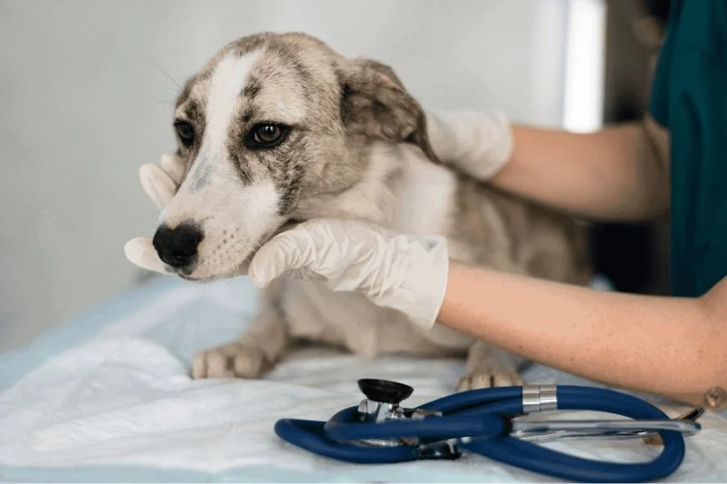 Everything You Need to Know About Spaying and Neutering Your Pet