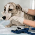 Everything You Need to Know About Spaying and Neutering Your Pet