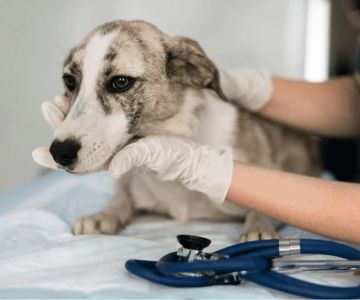 Everything You Need to Know About Spaying and Neutering Your Pet
