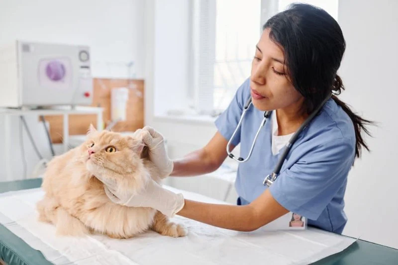 Best Pet Health Insurance for Cats: A Comprehensive Comparison