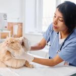 Best Pet Health Insurance for Cats: A Comprehensive Comparison