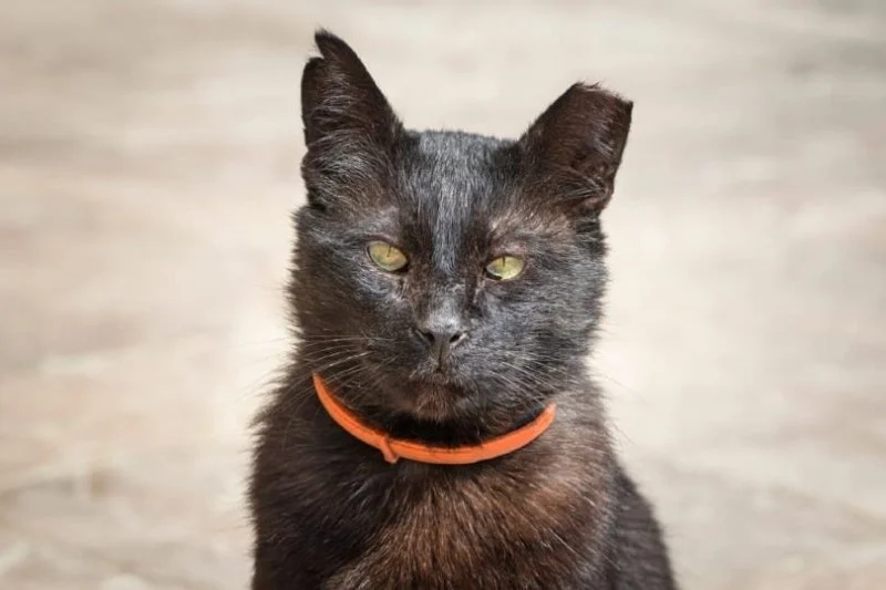 Why Does My Kitten Have a Notched Ear? Understanding TNR Programs