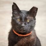 Why Does My Kitten Have a Notched Ear? Understanding TNR Programs