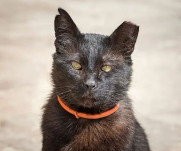 Why Does My Kitten Have a Notched Ear? Understanding TNR Programs