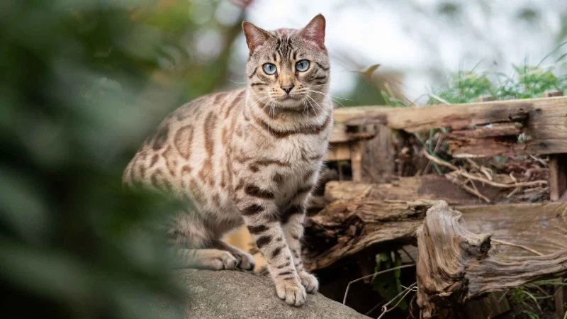 The Top 10 Rare Cat Breeds You've Never Heard Of