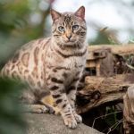 The Top 10 Rare Cat Breeds You've Never Heard Of