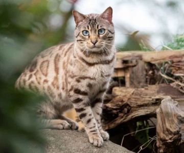 The Top 10 Rare Cat Breeds You've Never Heard Of
