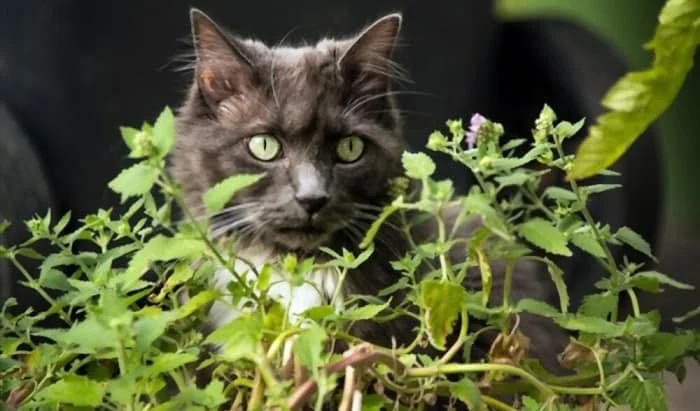 Why Do Cats Love Catnip? And Is It Safe?