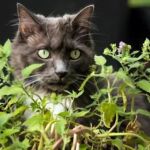 Why Do Cats Love Catnip? And Is It Safe?