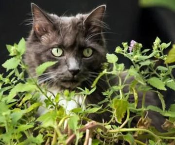 Why Do Cats Love Catnip? And Is It Safe?