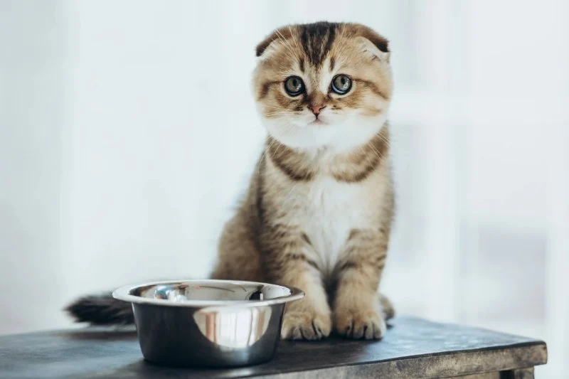Understanding Kitten Vocal Cord Development: A Complete Guide
