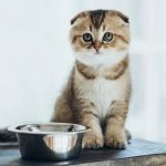 Understanding Kitten Vocal Cord Development: A Complete Guide