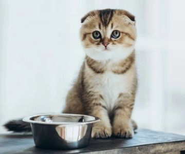Understanding Kitten Vocal Cord Development: A Complete Guide