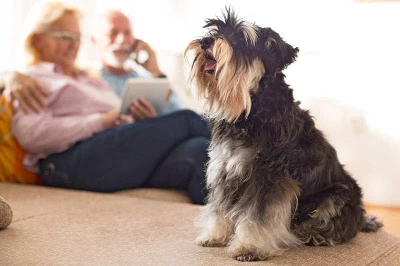 The Best Dog Breeds for Seniors and Retirees Looking for Companionship