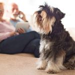 The Best Dog Breeds for Seniors and Retirees Looking for Companionship