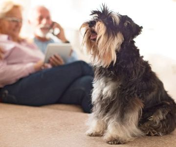 The Best Dog Breeds for Seniors and Retirees Looking for Companionship