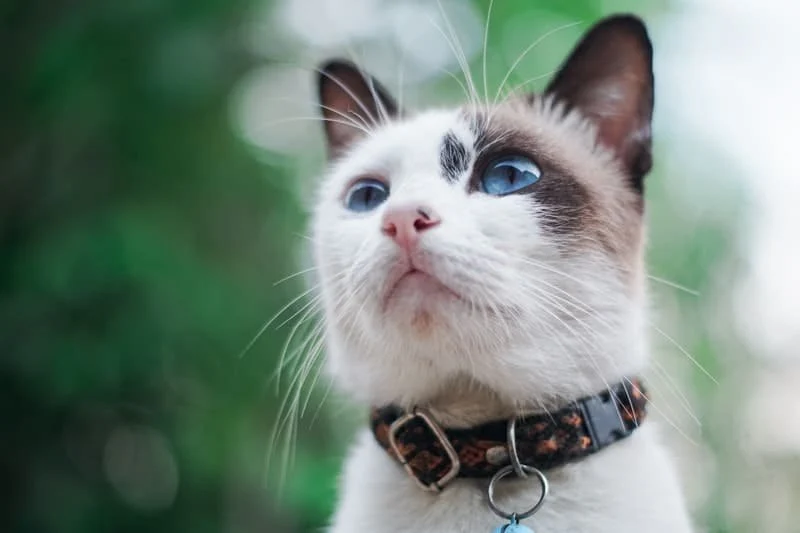 How to Choose the Right Collar for a Growing Kitten: A Complete Guide